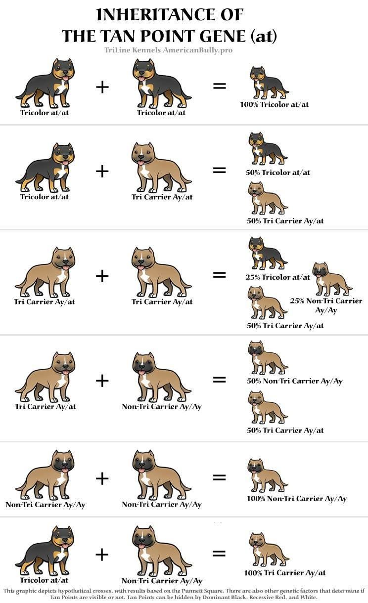 french bulldog color chart - Part.tscoreks.org